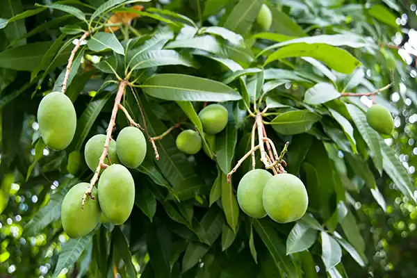 What Makes Mango Leaf Extract Powder a Top Herbal Ingredient?